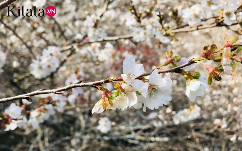 cận cảnh hoa shikizakura cận cảnh hoa shikizakura